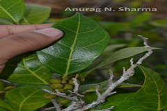 Ficus tinctoria subsp. gibbosa